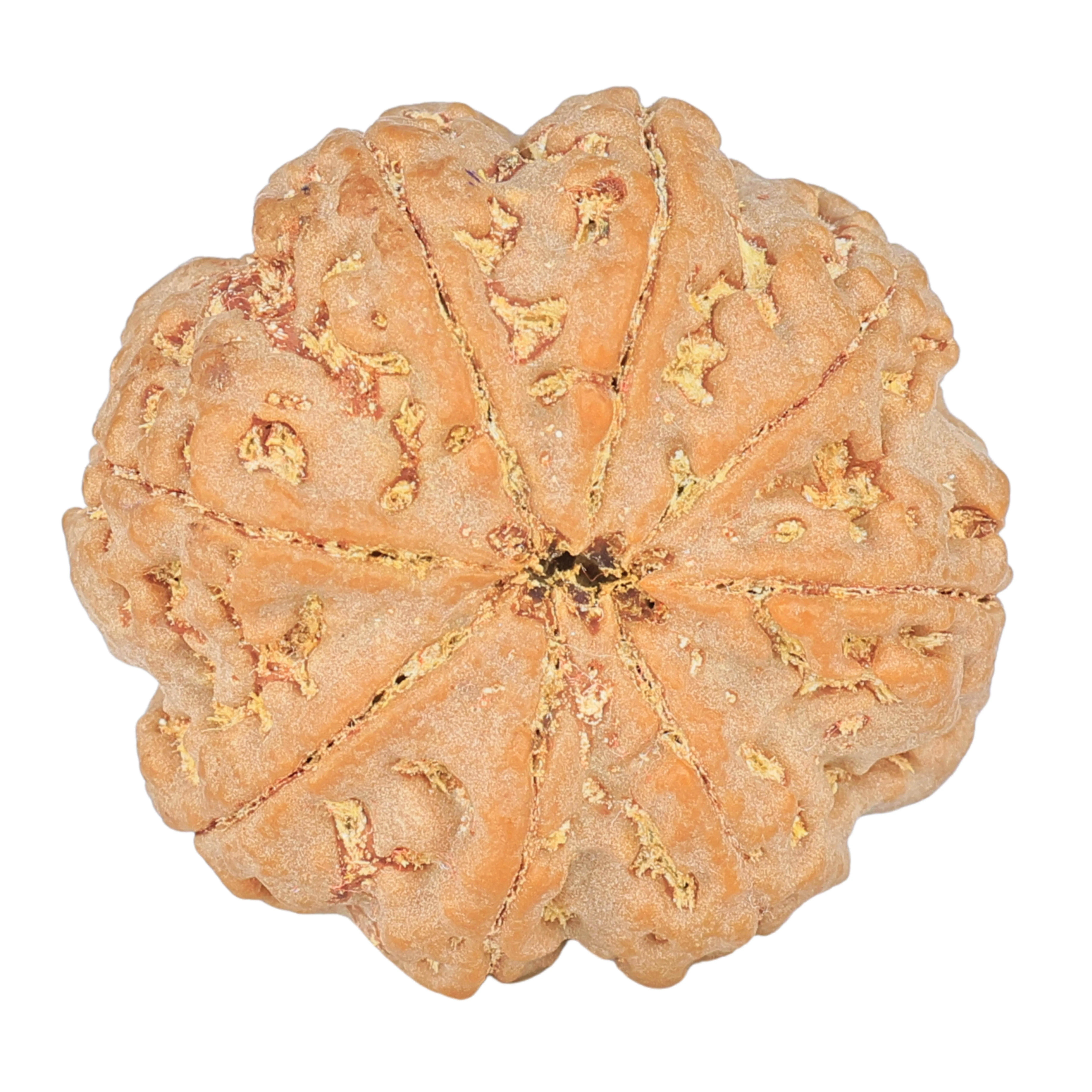 8 Mukhi Rudraksha 28.3mm 7.39gm - Rudraksha back