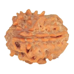 1 Mukhi Rudraksha 20.4mm 2.51gm - Rudraksha back