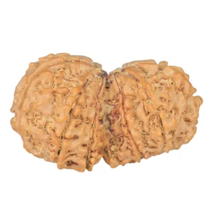 12 MK Gaurishankar 38mm 8gm - Rudraksha back