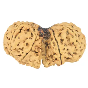 10 Mk Gaurishankar 40.2mm 6.87gm - Rudraksha back