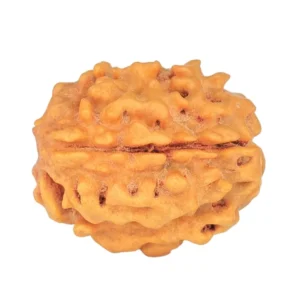 1 Mukhi Rudraksha 18.6mm 1.91gm - Rudraksha back
