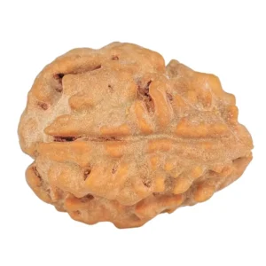 1 Mukhi Rudraksha 20mm 2gm - Rudraksha back