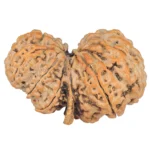 11 Mukhi G.S & Ganesh 33.8mm 5.98gm - Rudraksha back