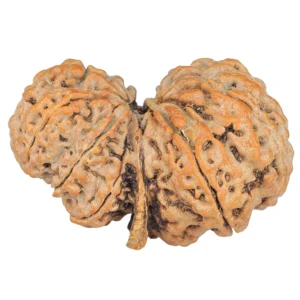 11 Mukhi G.S & Ganesh 33.8mm 5.98gm - Rudraksha back