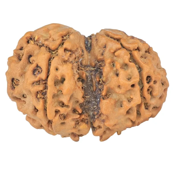 6 Mk Gaurishankar 28.8mm 4.16gm - Rudraksha back