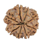 8 Mukhi Rudraksha 27.2mm 6.37gm - Rudraksha back