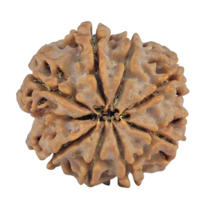 8 Mukhi Rudraksha 27.2mm 6.37gm - Rudraksha back