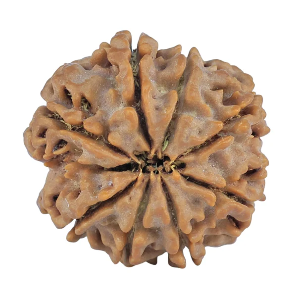 8 Mukhi Rudraksha 27.2mm 6.37gm - Rudraksha back