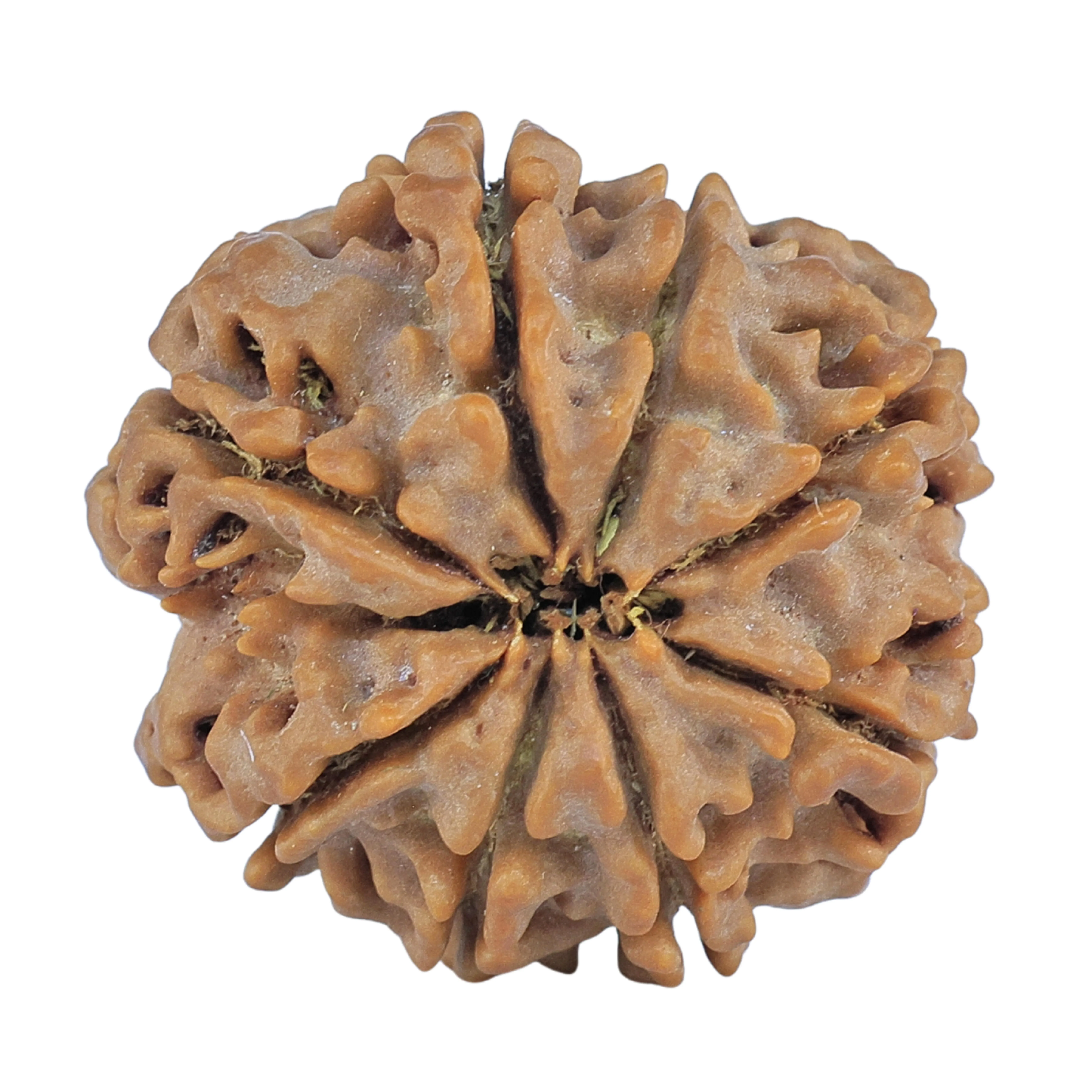 8 Mukhi Rudraksha 27.2mm 6.37gm - Rudraksha back