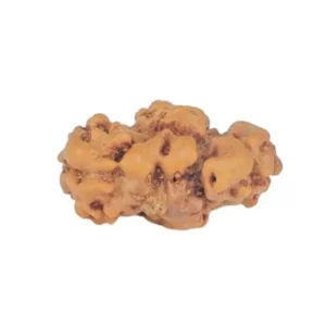 2 Mukhi Trijuti 12.8mm 0.5gm - Rudraksha back