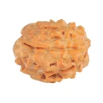 1 Mukhi Rudraksha 19.3mm 2.19gm - Rudraksha back
