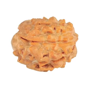 1 Mukhi Rudraksha 19.3mm 2.19gm - Rudraksha back