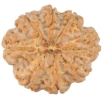 8 Mukhi Rudraksha 27.6mm 6.25gm - Rudraksha back