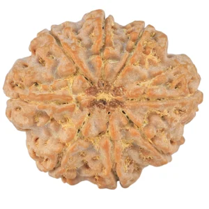 8 Mukhi Rudraksha 27.6mm 6.25gm - Rudraksha back