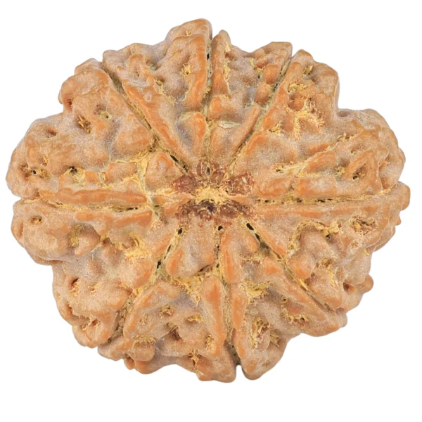 8 Mukhi Rudraksha 27.6mm 6.25gm - Rudraksha back