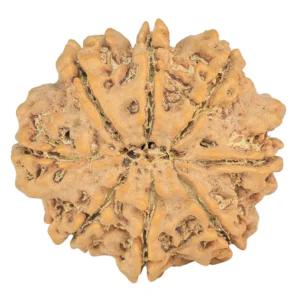 8 Mukhi Rudraksha 27.7mm 5.49gm - Rudraksha back