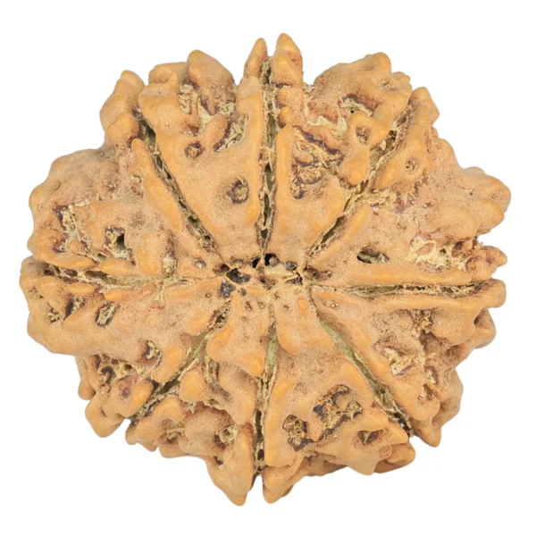 8 Mukhi Rudraksha 27.7mm 5.49gm - Rudraksha back