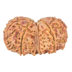 9 MK Gaurishankar 38.6mm 8.59gm - Rudraksha back