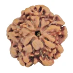 1MK(Underdeveloped) 22mm 3.33gm - Rudraksha back