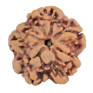 1MK(Underdeveloped) 22mm 3.33gm - Rudraksha back