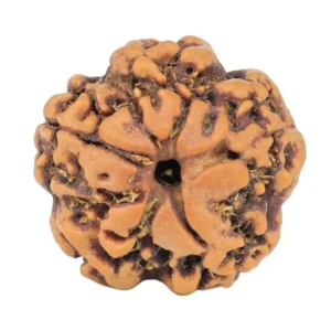 1MK(Underdeveloped) 19.6mm 2.89gm - Rudraksha back