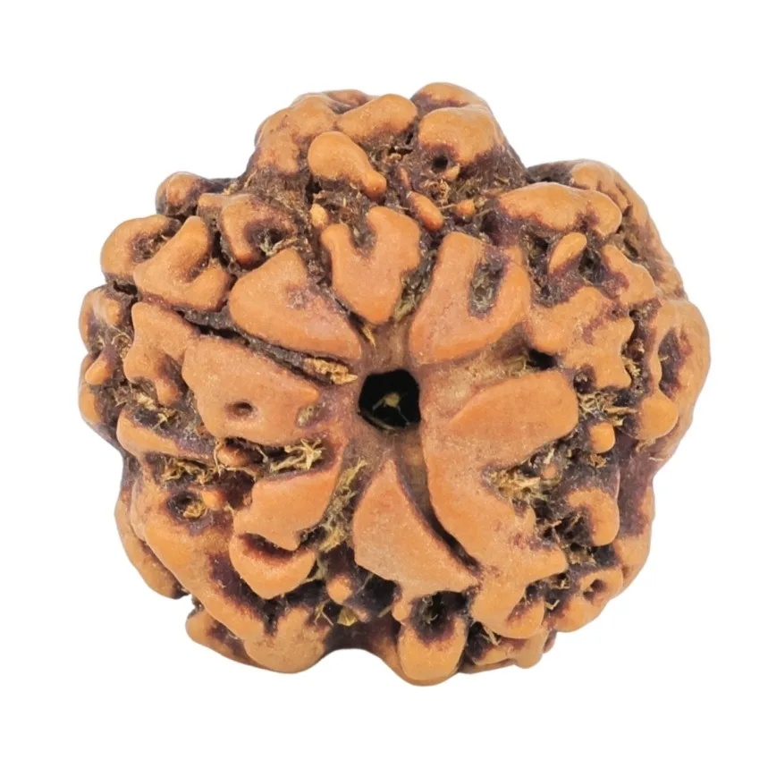 1MK(Underdeveloped) 19.6mm 2.89gm - Rudraksha back