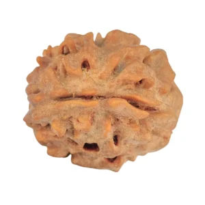 1 Mukhi Rudraksha 19.8mm 2.58gm - Rudraksha back