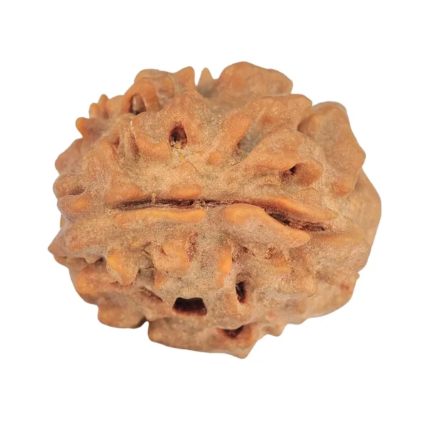 1 Mukhi Rudraksha 19.8mm 2.58gm - Rudraksha back