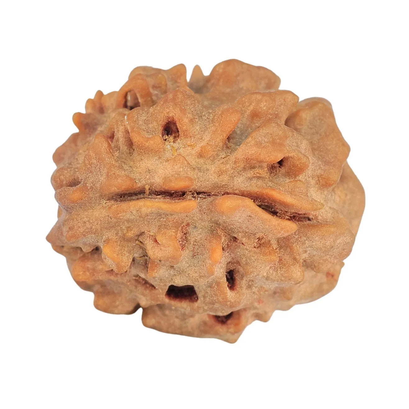 1 Mukhi Rudraksha 19.8mm 2.58gm - Rudraksha back