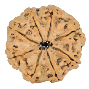 8 Mukhi Rudraksha 28.3mm 5.97gm - Rudraksha back