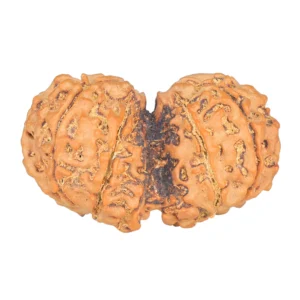 11 MK Gaurishankar 35.1mm 5.9gm - Rudraksha back