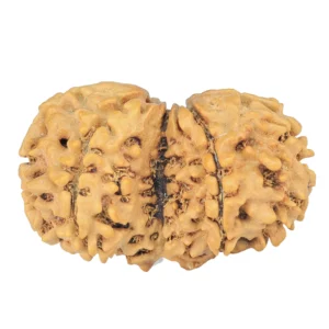 7 MK Gaurishankar 29.7mm 3.43gm - Rudraksha back