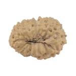17 Mukhi Rudraksha 18.2mm 1.23gm - Rudraksha back