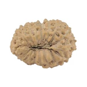 17 Mukhi Rudraksha 18.2mm 1.23gm - Rudraksha back