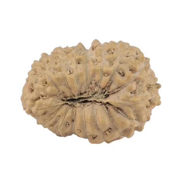 17 Mukhi Rudraksha 18.2mm 1.23gm - Rudraksha back