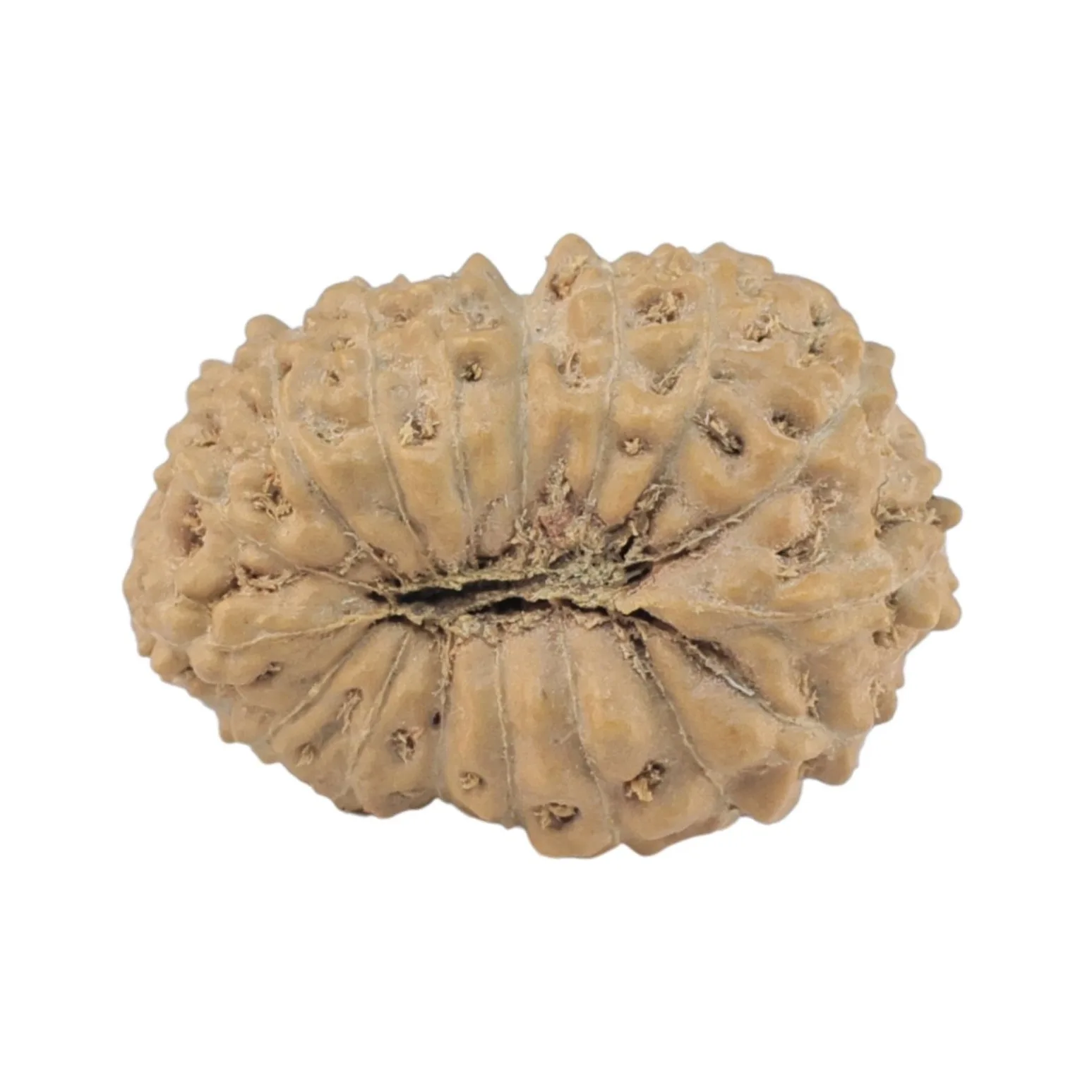 rudraksha_back_image-UwrpT.jpg 17 Mukhi Rudraksha 18.2mm 1.23gm - Rudraksha back