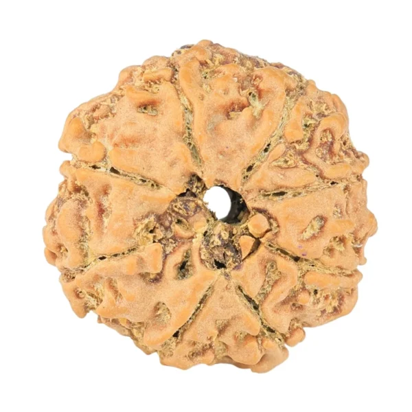 8 Mukhi Rudraksha 22.6mm 3.3gm - Rudraksha back