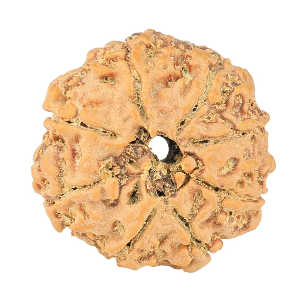 8 Mukhi Rudraksha 22.6mm 3.3gm - Rudraksha back