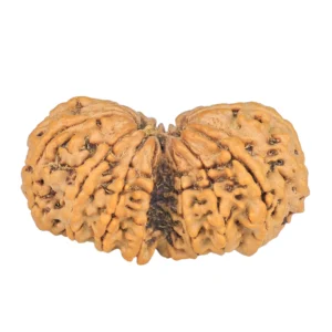 13 MK Gaurishankar 32.7mm 5gm - Rudraksha back