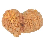 10 Mk Gaurishankar 40.1mm 8.78gm - Rudraksha back