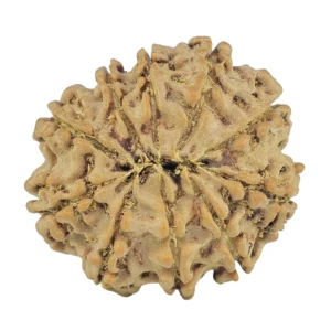 10 Mukhi Rudraksha 23.3mm 3.85gm - Rudraksha back
