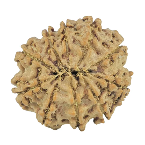 10 Mukhi Rudraksha 23.3mm 3.85gm - Rudraksha back