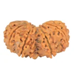 11 MK Gaurishankar 36.5mm 7.37gm - Rudraksha back