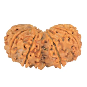 11 MK Gaurishankar 36.5mm 7.37gm - Rudraksha back