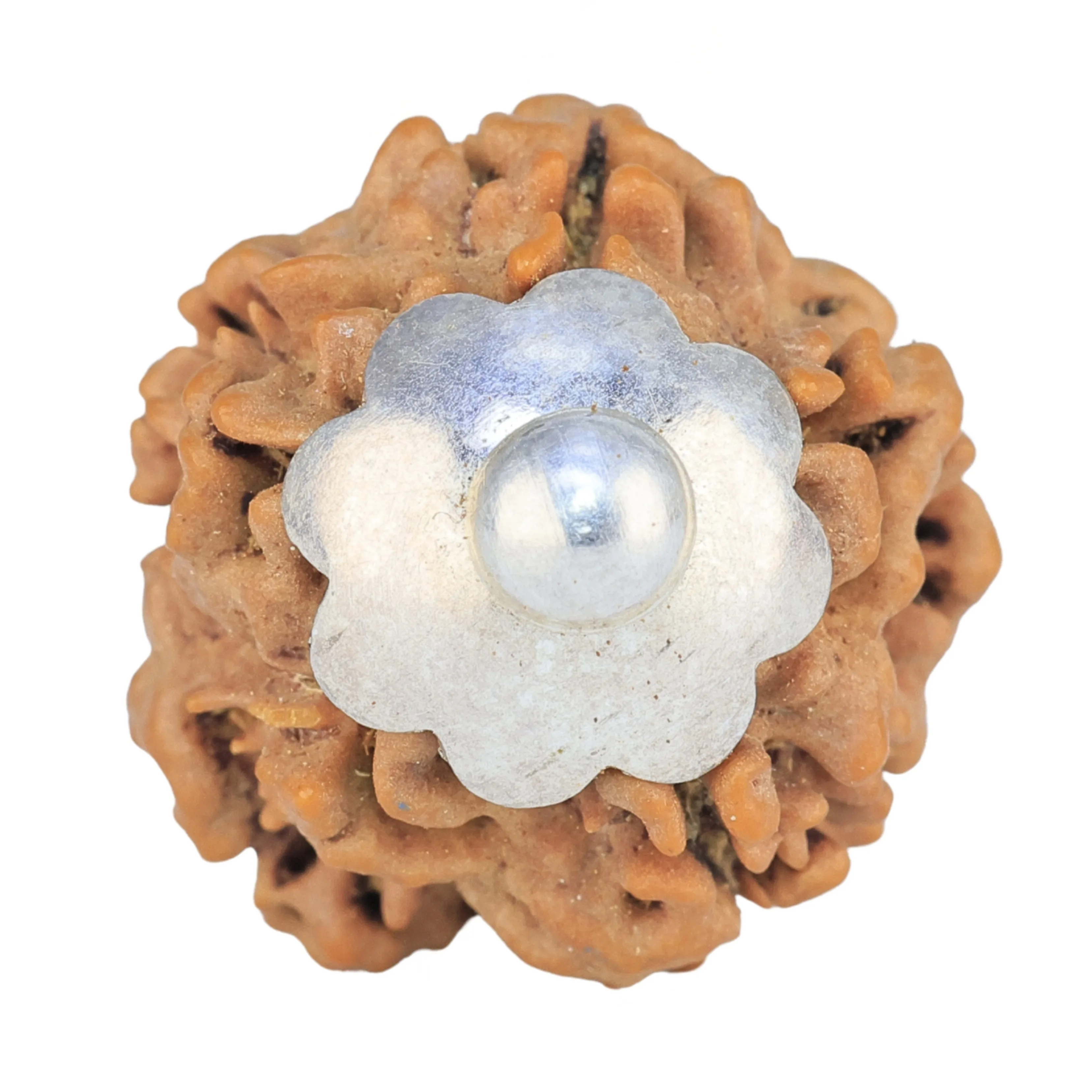 1MK(Underdeveloped) 20.3mm 5gm - Rudraksha back