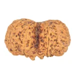 8 MK Gaurishankar 41.1mm 10.62gm - Rudraksha back