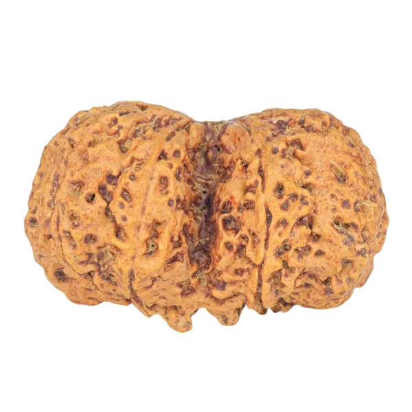 8 MK Gaurishankar 41.1mm 10.62gm - Rudraksha back