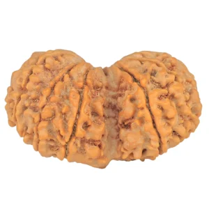13 MK Gaurishankar 38.1mm 7.51gm - Rudraksha back