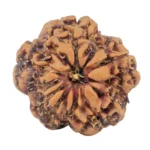 1MK(Underdeveloped) 21.5mm 3.26gm - Rudraksha back