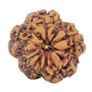1MK(Underdeveloped) 21.5mm 3.26gm - Rudraksha back